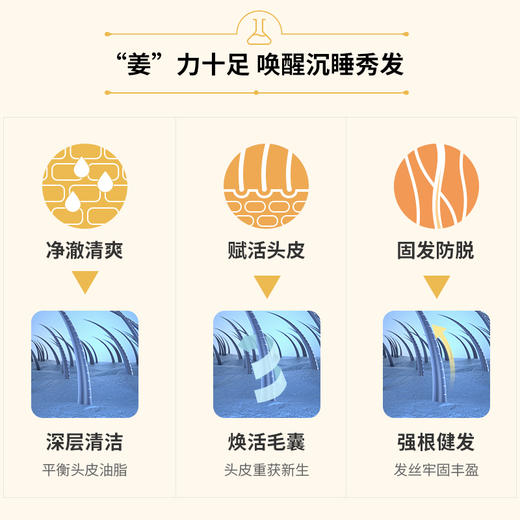 【白药精选】云南白药养元青浓纯姜芬洗发露强根健发500ml大瓶装生姜洗发水无硅油温和养护 商品图6