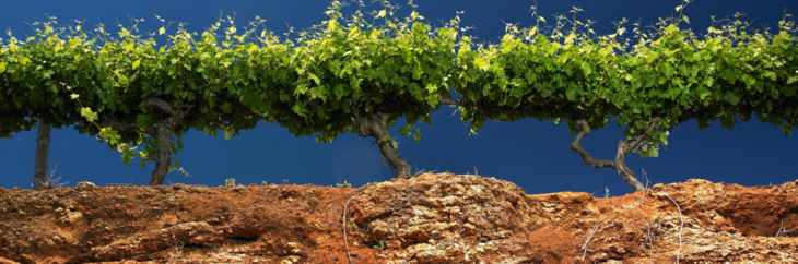 香气浓郁,非常典型的顶级澳洲赤霞珠,黑醋栗,雪松,丁香, 酒体饱满