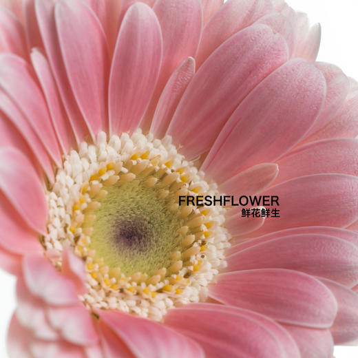 迷你非洲菊 | 芭比娃娃 商品图1