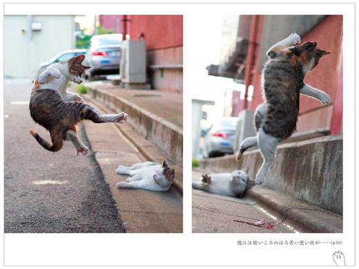 【预订】のら猫拳，野猫拳 摄影集 商品图3