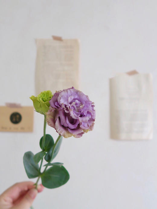 裙边洋桔梗【她没有焰火绚丽，也不像鸟儿会迁徙】简小姐精选甜美稀有浪漫紫色、白色裙边洋桔梗 15~20个花头 2束包邮 24小时发货 商品图2