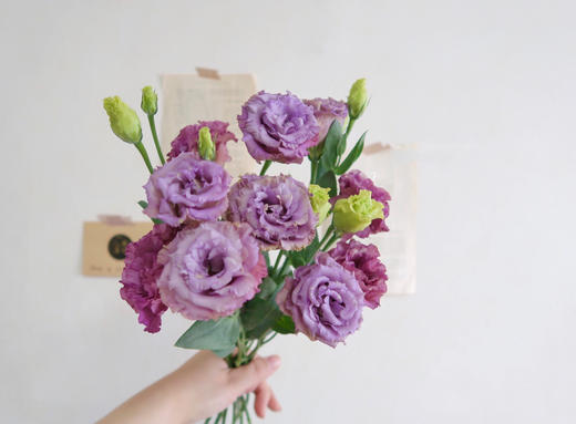 裙边洋桔梗【她没有焰火绚丽，也不像鸟儿会迁徙】简小姐精选甜美稀有浪漫紫色、白色裙边洋桔梗 15~20个花头 2束包邮 24小时发货 商品图4