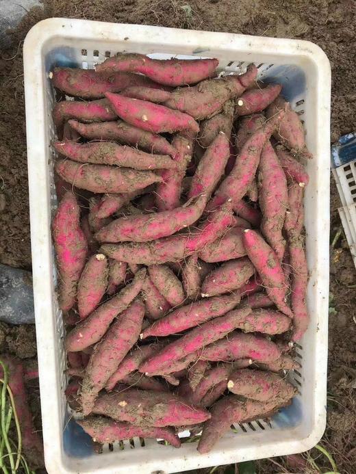 临安本地小番薯10斤 商品图1