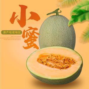 吉田25号小蜜瓜1个354斤左右