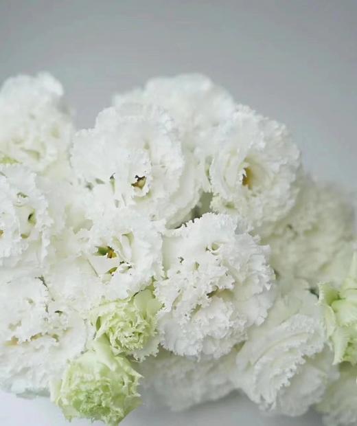 裙边洋桔梗【她没有焰火绚丽，也不像鸟儿会迁徙】简小姐精选甜美稀有浪漫紫色、白色裙边洋桔梗 15~20个花头 2束包邮 24小时发货 商品图5