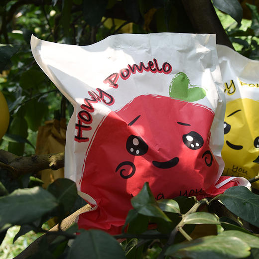 琯溪红心蜜柚子  2粒礼盒装（国际检测机构SGS、135农残检测合格、中国国家地理标志产品） 商品图1