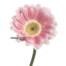 迷你非洲菊 | 芭比娃娃