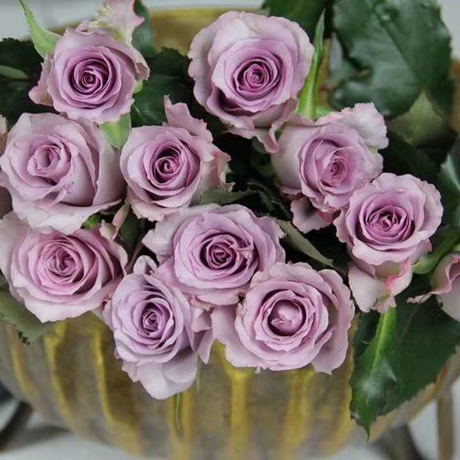 【读本鲜花】海洋之歌45元/扎(18支)