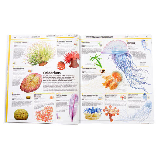 预售 【中商原版】DK知识百科：动物！英文原版 DK-Knowledge Encyclopedia: Animal! 商品图5