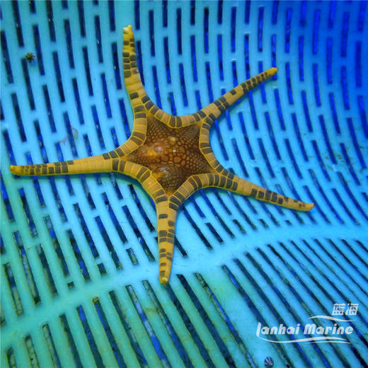 双子星 商品图1