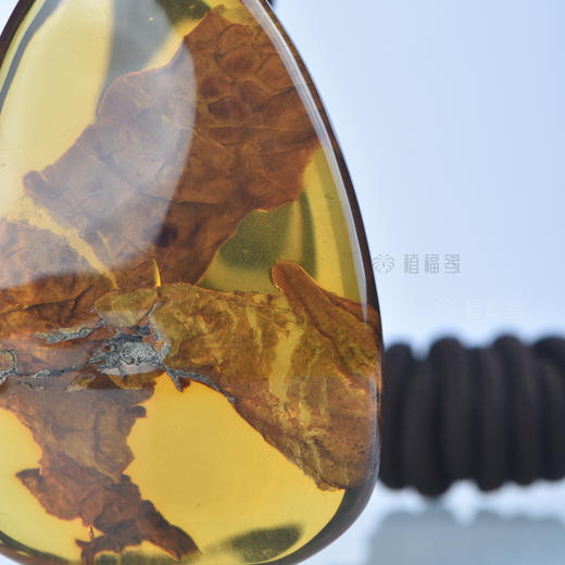 一叶知秋植物珀大叶hp2008195