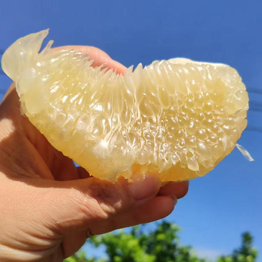 【海南澄迈●山口青柚】无籽水晶蜜柚 青柚 源自世界长寿之乡 富硒福