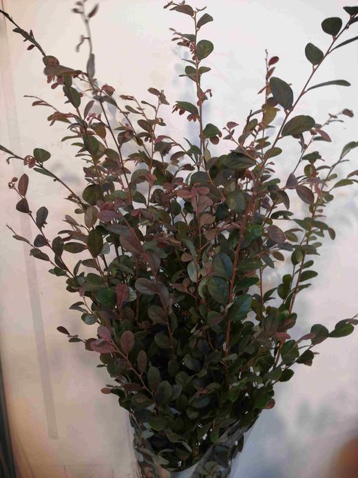 配叶-红花继木 商品图0