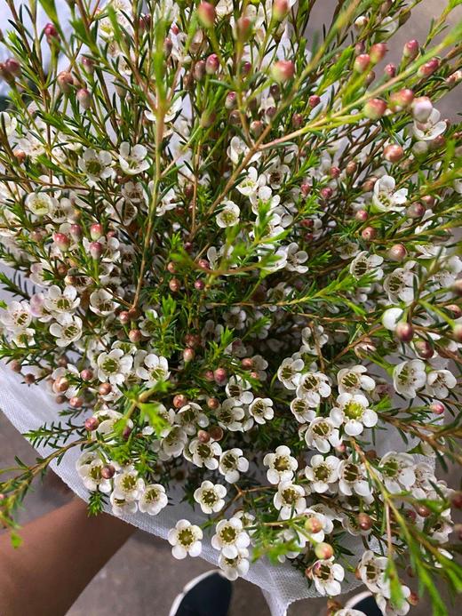 腊梅中花白色60公分左右