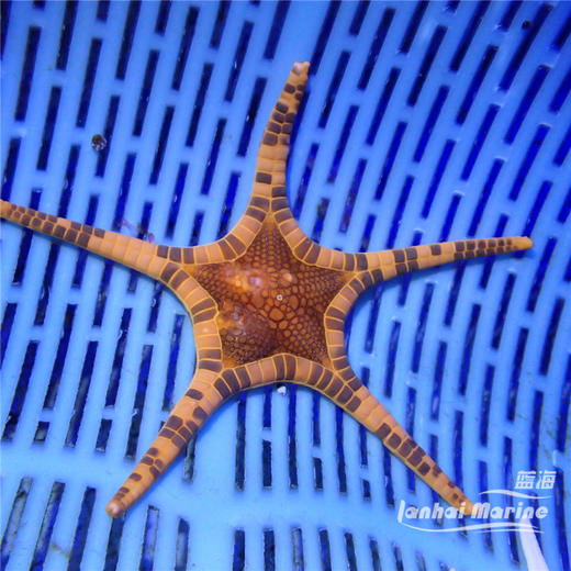 双子星 商品图3