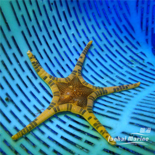 双子星 商品图4