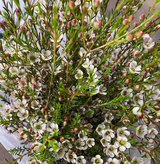 腊梅中花白色60公分左右