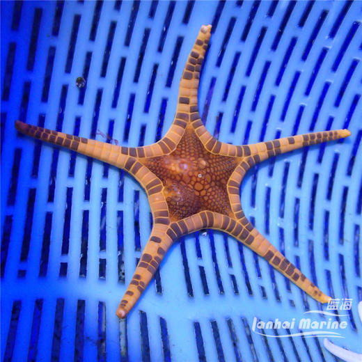 双子星 商品图5