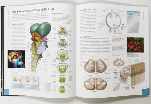 【中商原版】大脑之书 英文原版 DK-The Brain Book Rita Carter DK 生命科学 商品图5