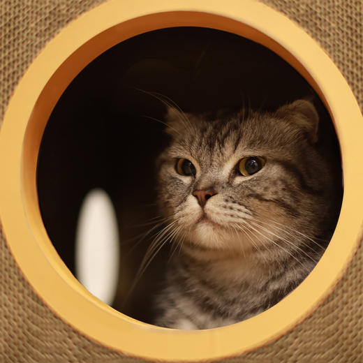 Tinklylife SANTU艺术装饰画猫窝抓板不掉屑大号大空间猫咪用品 商品图10