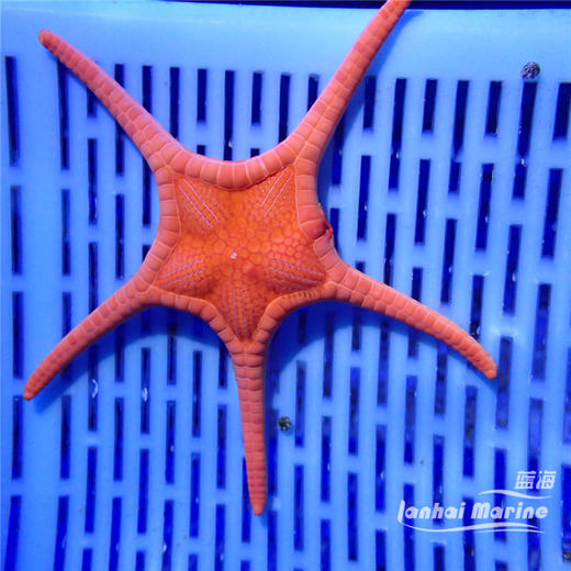 橙双子星 商品图1