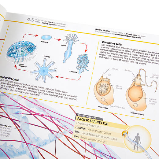 预售 【中商原版】DK知识百科：动物！英文原版 DK-Knowledge Encyclopedia: Animal! 商品图3