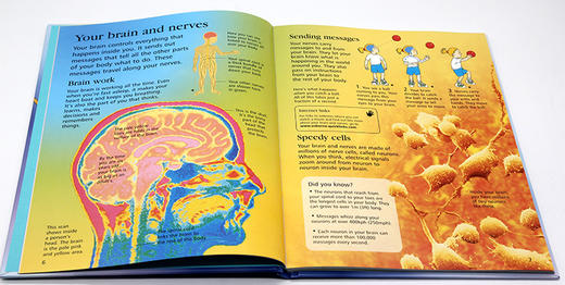 人体百科全书 英文原版 First Encyclopedia of the Human Body Usborne尤斯伯恩 英文版幼儿早教英语启蒙绘本 进口原版书籍 商品图2