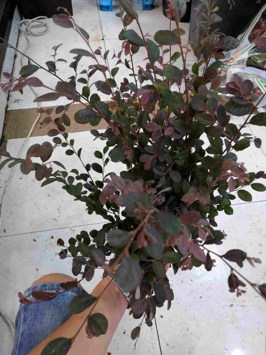 配叶-红花继木 商品图3