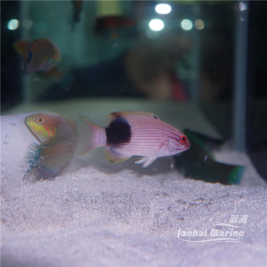 黑背狐 商品图6