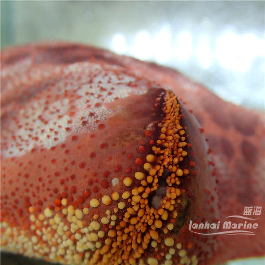 面包海星 商品图2