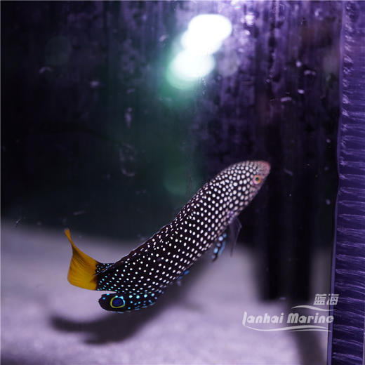 黄尾珍珠龙 商品图3