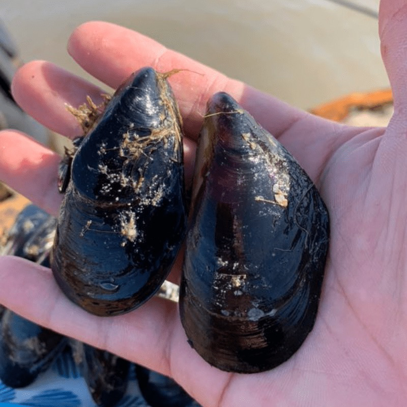 舟山海鲜嵊泗枸杞岛大淡菜新鲜贻贝青口贝鲜活海虹3斤装,23