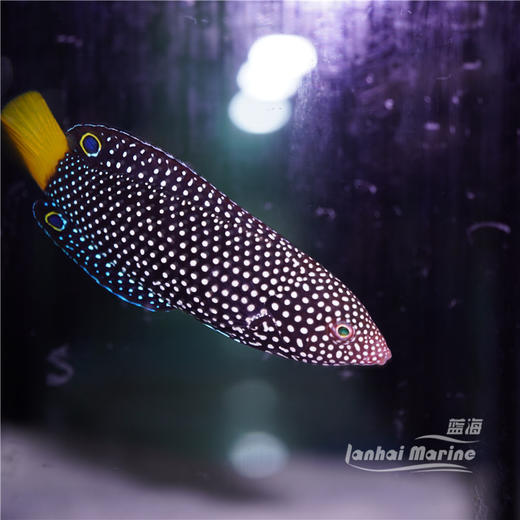 黄尾珍珠龙 商品图5