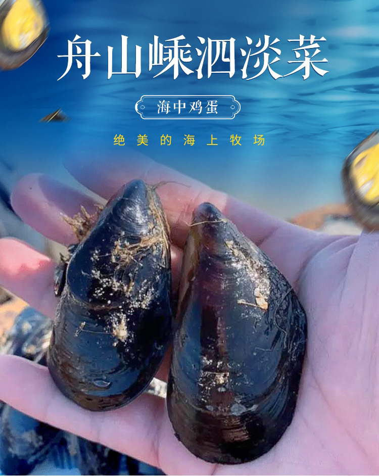 舟山海鲜嵊泗枸杞岛大淡菜新鲜贻贝青口贝鲜活海虹3斤装,23