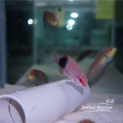 黑背狐 商品图2