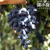 新疆黑美人葡萄4斤/件 新疆哈密产区 清甜无籽葡萄 新疆葡萄美食 商品缩略图1