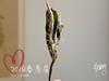 7年陈的2018高山一级春寿眉，感受茶汤里浓郁的栀子花香 商品缩略图6