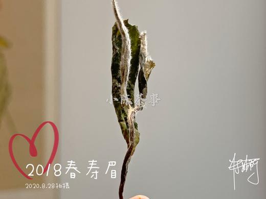 7年陈的2018高山一级春寿眉，感受茶汤里浓郁的栀子花香 商品图6