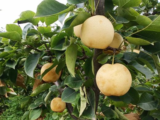 【产地直发包邮】小空山—有机黄金梨 商品图2