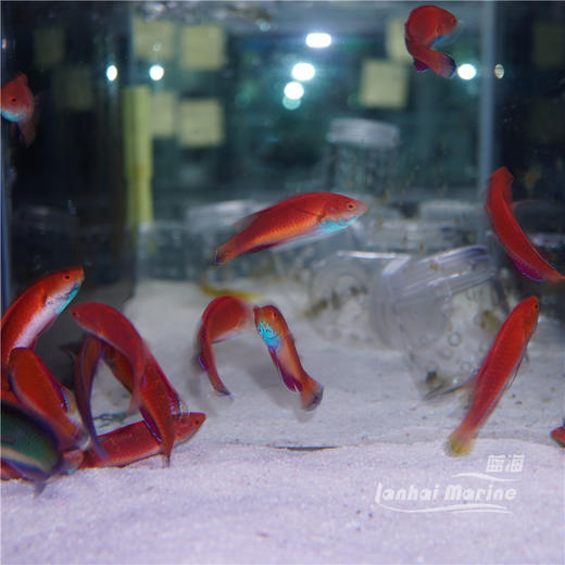 蓝腹仙子龙 公 商品图7