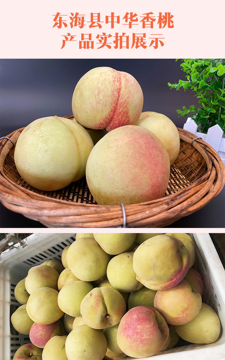 【中华香桃】5斤装 新鲜采摘 果园直发 脆香甜 自带蜂蜜味