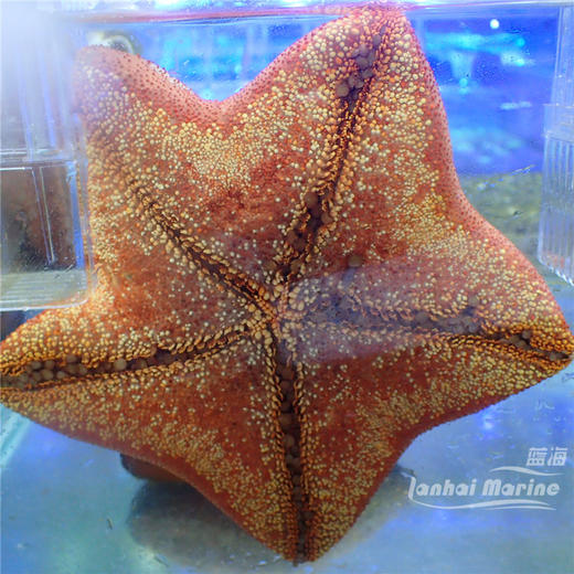 面包海星 商品图5