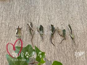 7年陈的2018高山一级春寿眉，感受茶汤里浓郁的栀子花香
