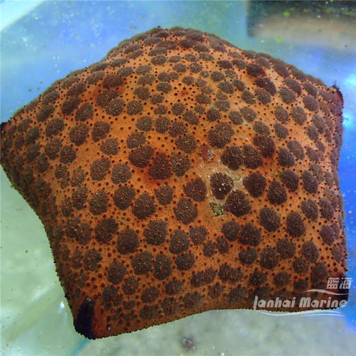 面包海星 商品图6