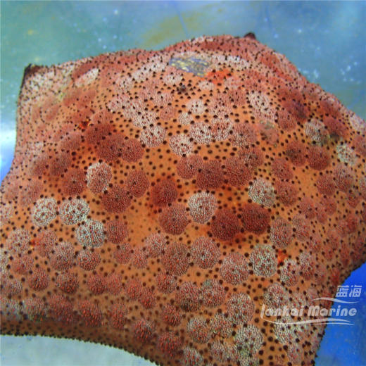 面包海星 商品图4