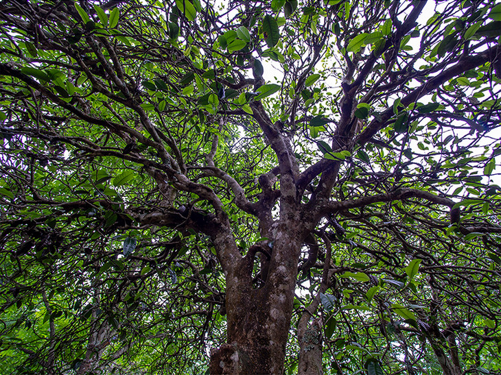 古树普洱熟茶古茶树云南普洱茶百年古树茶临沧产区