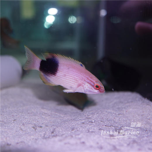 黑背狐 商品图8