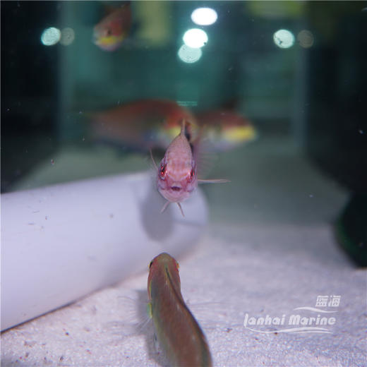 黑背狐 商品图3