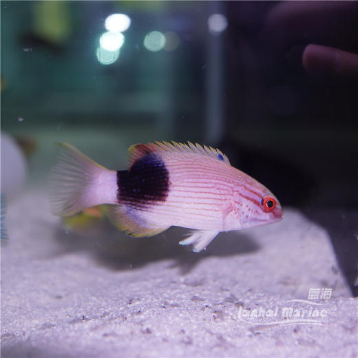 黑背狐 商品图9