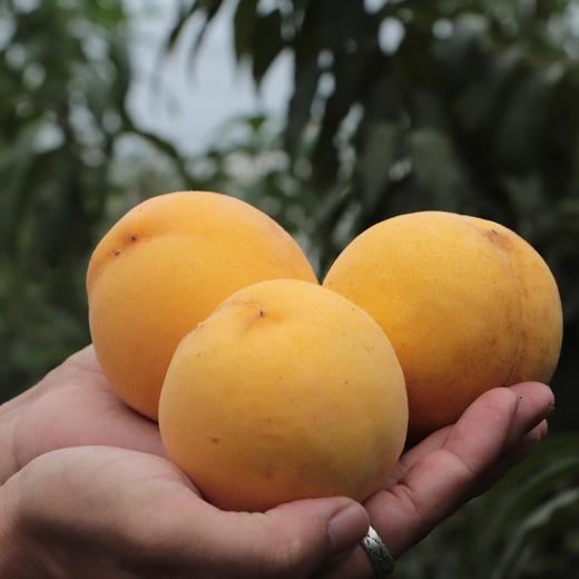 有机黄桃 | 合作生产 *Organic Yellow Peach | Coproduction 商品图4